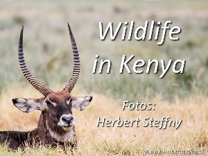 Kenia Tiere und Natur Bildergalerie Safari Fotos Wildlife Big Five Birds Vögel animals Tiere