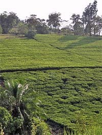 Teefarm in den Nandihills Kenia - Foto, Copyright: Herbert Steffny)